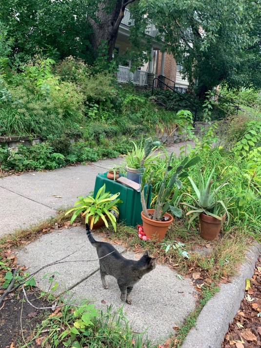 dBL9wagNQqWAMiRghAa+3Q